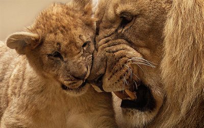 lioness, ライオン, 母, 敵, カブ, 赤ちゃん