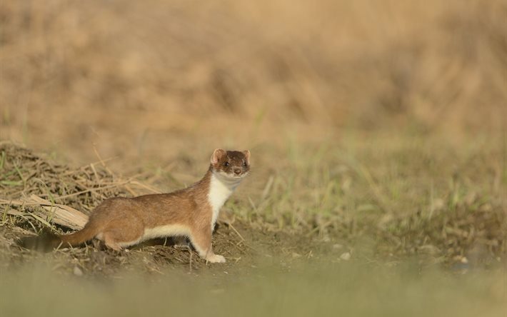 nature, mammals, ermine, weasel family, animal