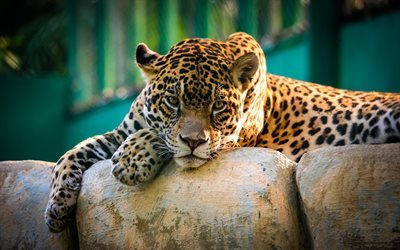 mexique, la nature, mammif&#232;res, jaguar, predator