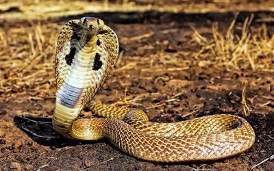 la serpiente, los reptiles, cobra, elapidae, stand, asp