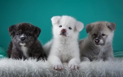 三, 犬, 動物, かわいい, 子犬, 写真