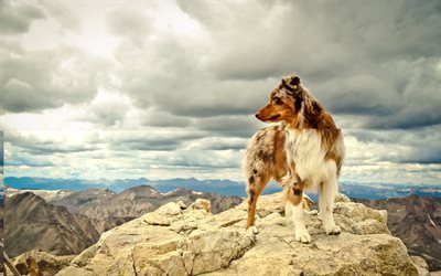 mountains, australian shepherd, dog