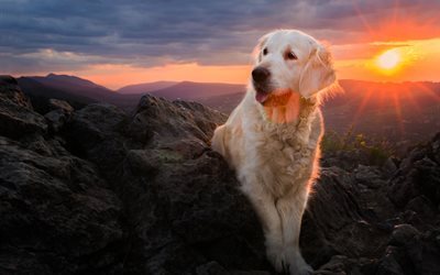 naturen, hund, retriever, berg, sunset, iza lyson
