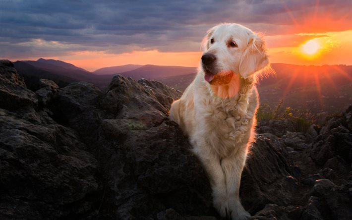 la nature, chien, retriever, montagnes, sunset, iza lyson