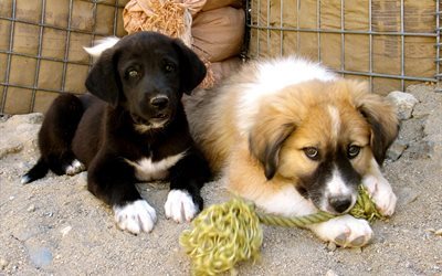 afghan hound, afgan, dogs, hunting breed