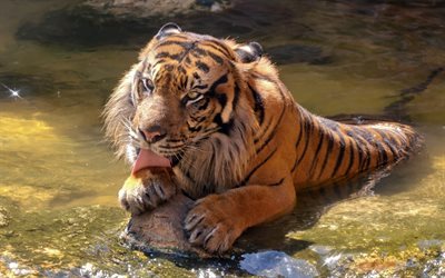 tiger, vatten, naturen, sumatra, rovdjur