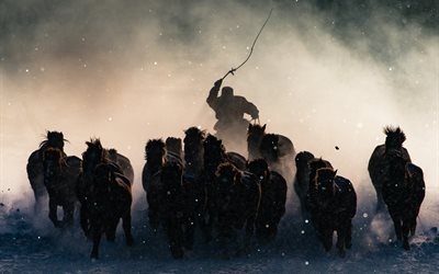 mongolia, herd, horse, animal