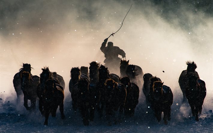 mongolei, herd, pferd, tier