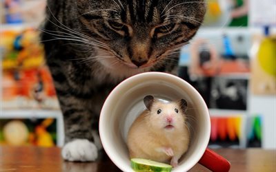 mug, cat, hamster, animal, rodent