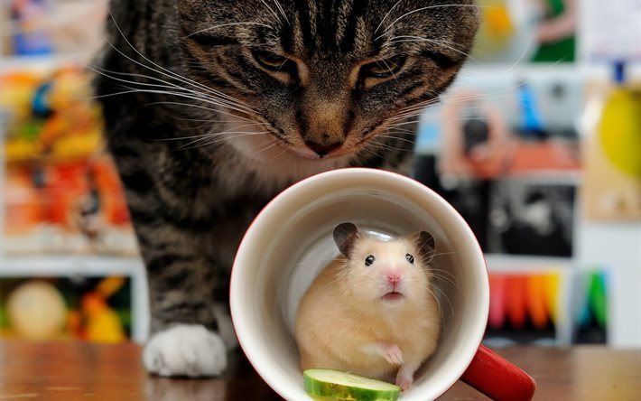 becher, katze, hamster, tier, nagetier