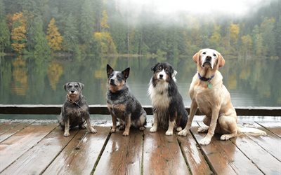 le lac, les chiens, le brouillard, chien, la nature, paysage