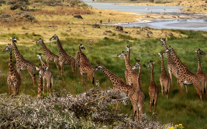 afrika, giraffen, prairie, giraffe, natur