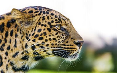 predator, big cat, leopard, face