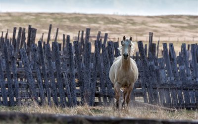 horse, animals, fence