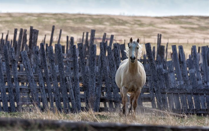 pferd, tiere, zaun