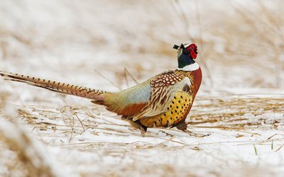 pheasant, nature, bird, color