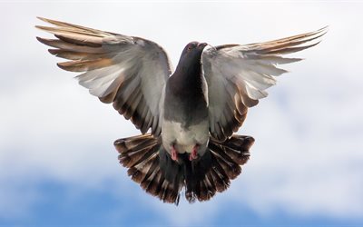 uccello, berd, che si trova, flying pigeon, colomba, ali
