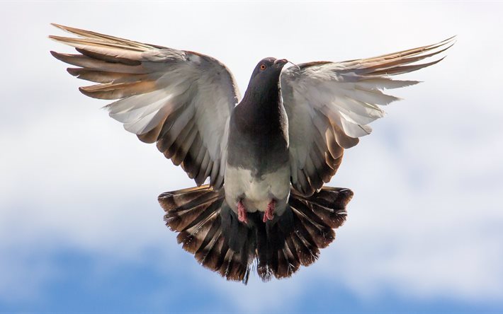 f&#229;gel, berd, flygande duva, duva, vingar