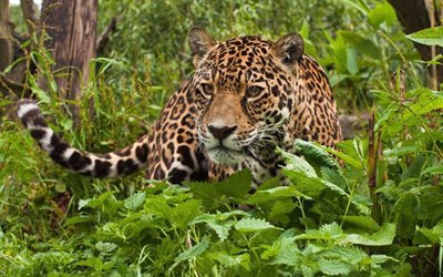fantastiska, vilda, djungel, s&#246;t, leopard, gr&#246;n, djur, ansikte, rovdjur