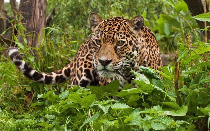 inanılmaz, vahşi, orman, sevimli, leopar, yeşil, hayvan, y&#252;z, predator