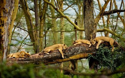 vahşi harikalar, predator, aslanlar, afrika, uyku, dişi aslan, doğa