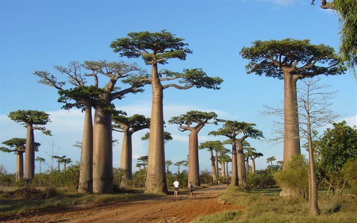 los baobabs, la naturaleza, los &#225;rboles, &#225;frica