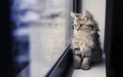 yansıma, kedi, kitty, cam, pencere, fotoğraflar