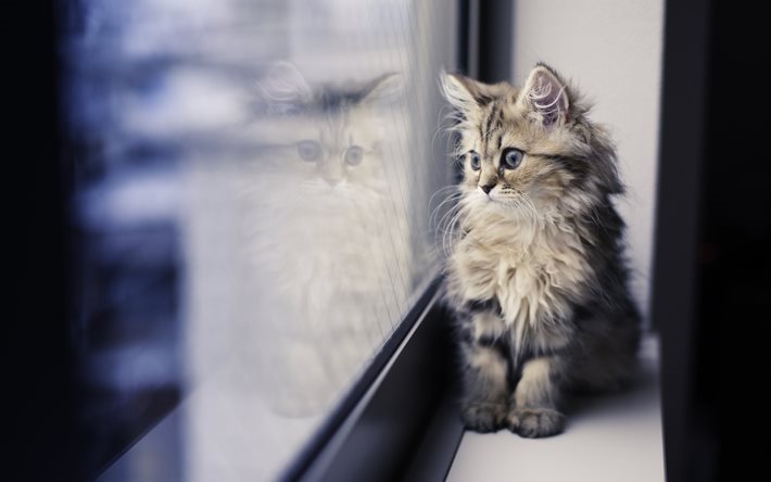 pohdintaa, kissa, kitty, lasi, ikkuna, valokuvat