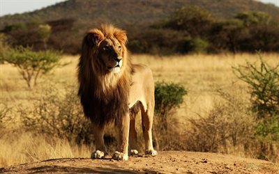 lion, savana, afrika, leo, predator, landschaft, natur