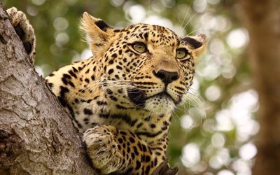 national park, serengeti, wildlife, animals, tree, mammals, predator, leopard