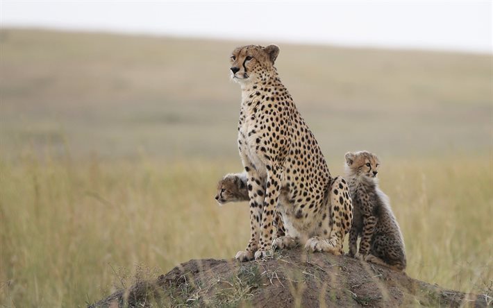 feline, cheetah, tiere, natur, predator
