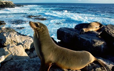 pierres, la nature, mer, navy seal