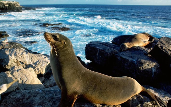 stenar, naturen, havet, navy seal