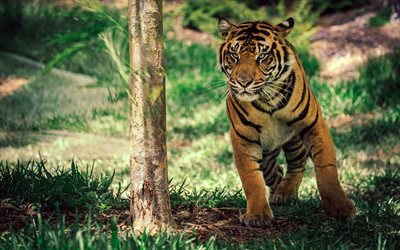 predator, tiger, wildlife, savanna