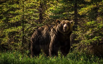 omistaja, taiga, el&#228;imet, ruskea karhu, predator
