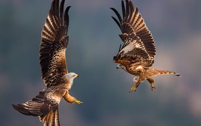 natur, national geographic, sky, vogel, falcon, tier, fl&#252;gel, kampf