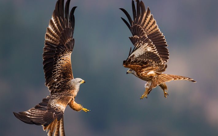 nature, national geographic, sky, bird, falcon, animal, wings, fight