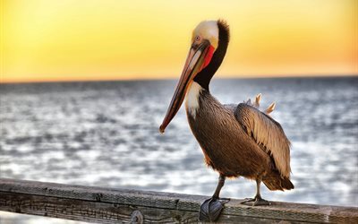 lintu, el&#228;imet, linnut, pelican, rannikolla, nokka