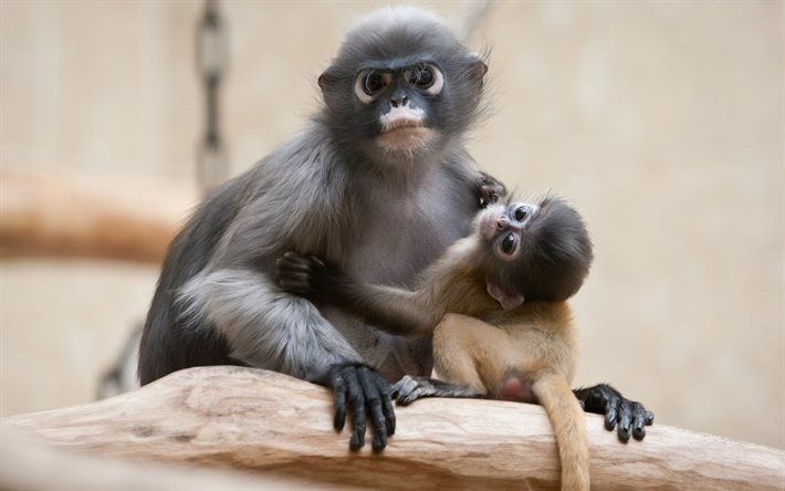  Descargar fondos de pantalla mono, mamíferos, cub, los monos libre. Imágenes fondos de descarga gratuita