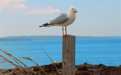 seagull, shore, post, water, bird