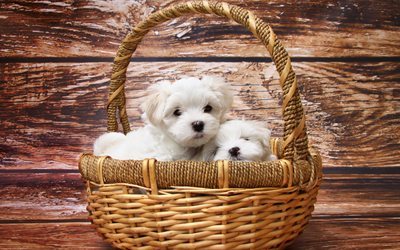 dog, dogs, basket, malteses, maltese, white, lapdog
