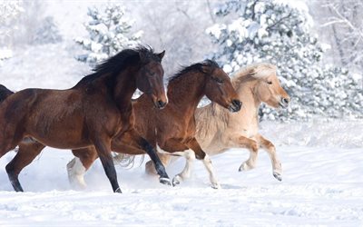 winter, pferd, erstaunlich, niedlich, tier, schnee, drei