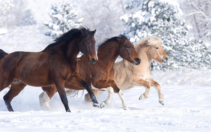 winter, pferd, erstaunlich, niedlich, tier, schnee, drei
