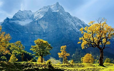 austria, snow, mountains, top, trees, maple, nature