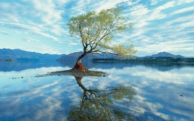 albero, acqua, riflessione, la natura