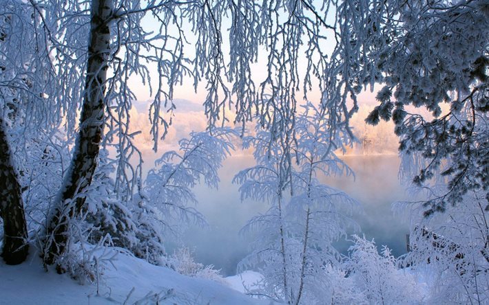 landscape, winter, nature, trees, snow, frost