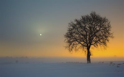 tree, fog, winter, field, landscape