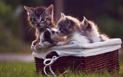 photos, basket, animals, kittens, cat