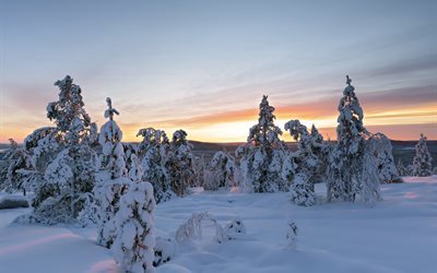 pinheiros, neve, c&#233;u, inverno, paisagem
