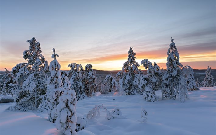 pine trees, snow, sky, winter, landscape